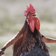 Photo: Reddit/BirdsWithArms